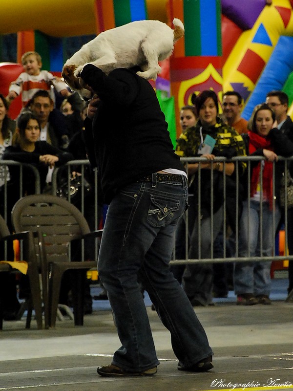 Snac 2009 montréal - Photos - Flyball , agilité , freestyle Csc_0310