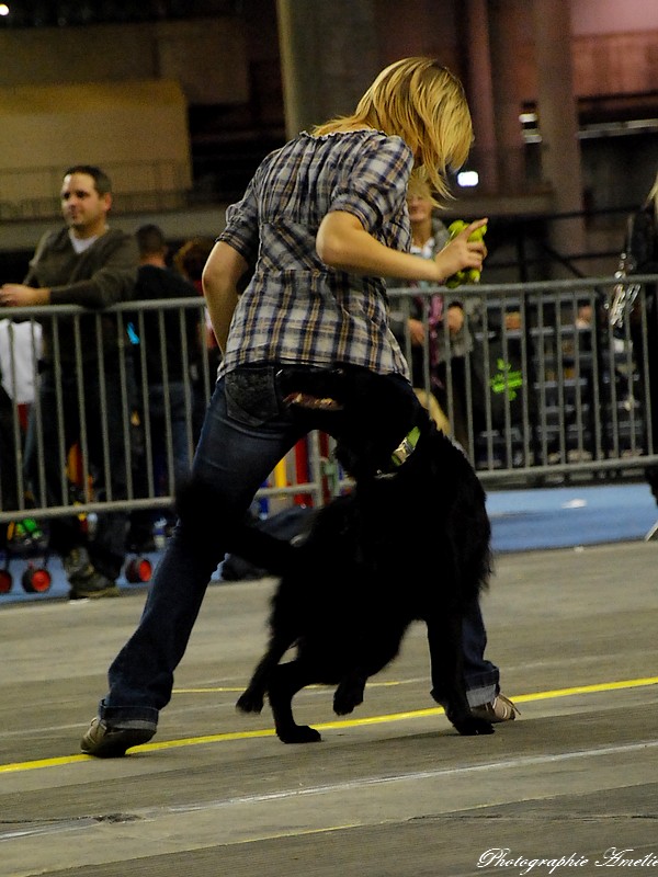 Snac 2009 montréal - Photos - Flyball , agilité , freestyle Csc_0311