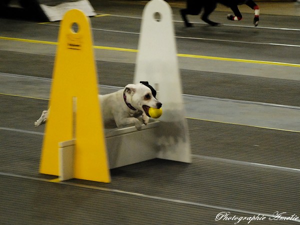 Snac 2009 montréal - Photos - Flyball , agilité , freestyle Csc_0417