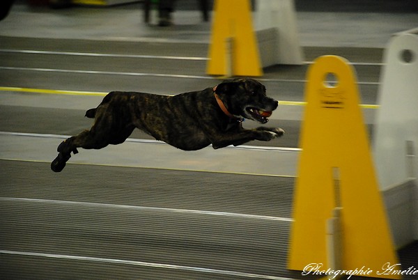 Snac 2009 montréal - Photos - Flyball , agilité , freestyle Dsc_0603