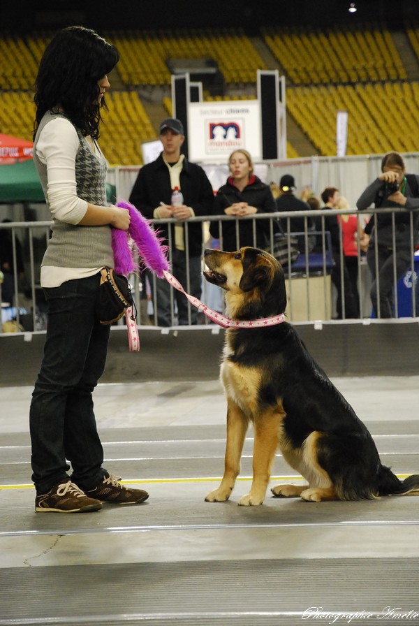 Snac 2009 montréal - Photos - Flyball , agilité , freestyle Dsc_0610