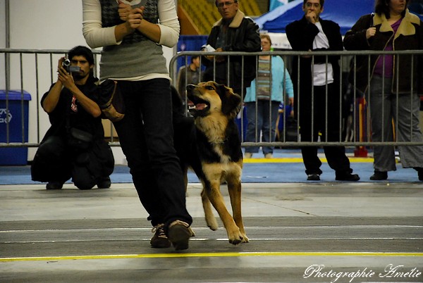 Snac 2009 montréal - Photos - Flyball , agilité , freestyle Dsc_0611