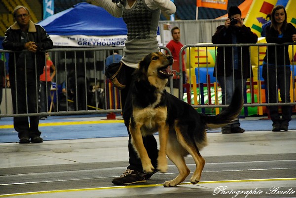 Snac 2009 montréal - Photos - Flyball , agilité , freestyle Dsc_0616