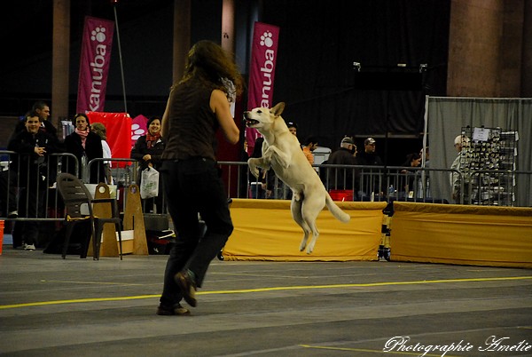 Snac 2009 montréal - Photos - Flyball , agilité , freestyle Dsc_0621