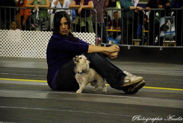 Snac 2009 montréal - Photos - Flyball , agilité , freestyle Dsc_0623