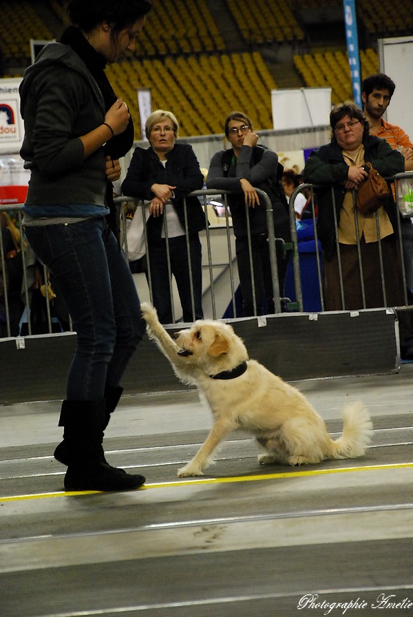 Snac 2009 montréal - Photos - Flyball , agilité , freestyle Dsc_0631