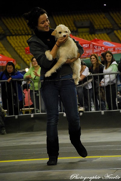 Snac 2009 montréal - Photos - Flyball , agilité , freestyle Dsc_0634