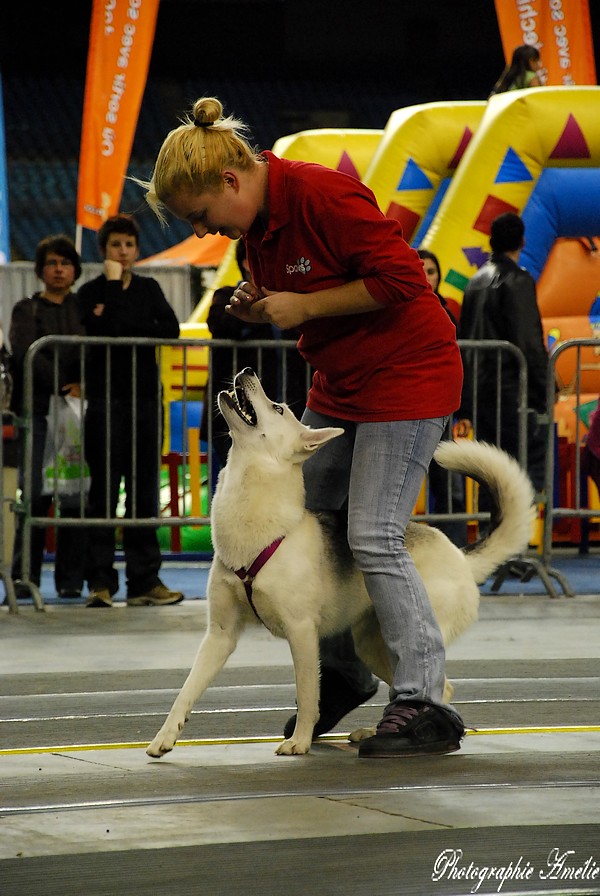 Snac 2009 montréal - Photos - Flyball , agilité , freestyle Dsc_0638