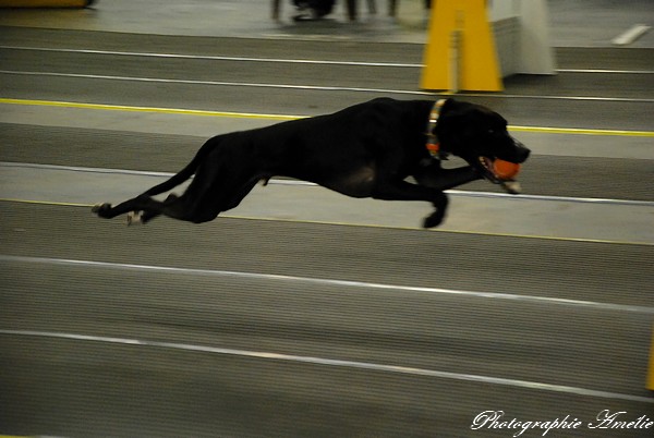 Snac 2009 montréal - Photos - Flyball , agilité , freestyle Dsc_0647