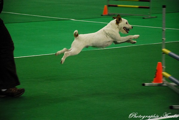 Snac 2009 montréal - Photos - Flyball , agilité , freestyle Dsc_0652