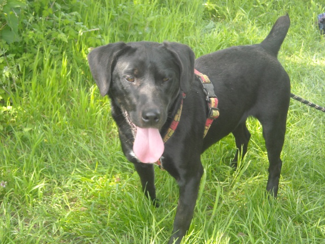 POLKA - x labrador 5 ans - Refuge de Filemon (80) Dscn4311