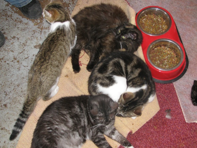 La vie des chats du refuge Img_0852