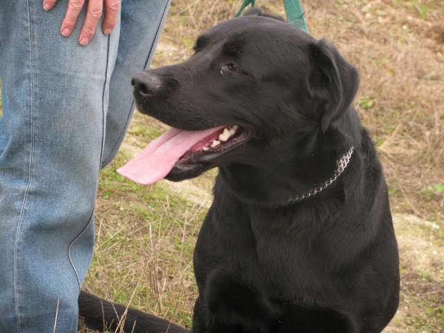 SHADOW -  labrador  4  ans - Refuge de Filemon (80) Img_1128