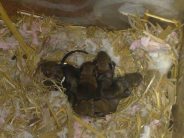 Sept bébés octodons en Fa Les7bb10