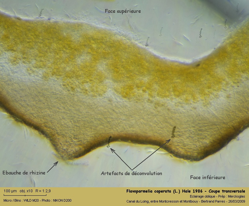 Flavoparmelia caperata (L.) Hale 1986 12_fla10