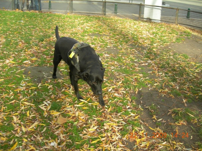 MOLLY - Labrador Femelle - 5 ans - Dépt.13  - Page 2 Photo_34