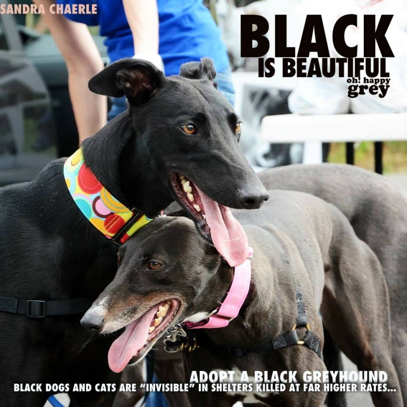 A l'adoption galgos Azar Adopté - Page 14 Blackb10
