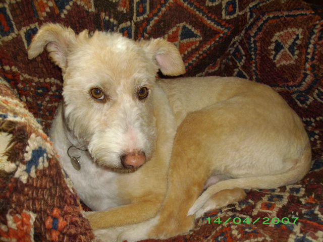 Carmona, adorable podenca, 2ans Adoptée - Page 2 Ztondu10