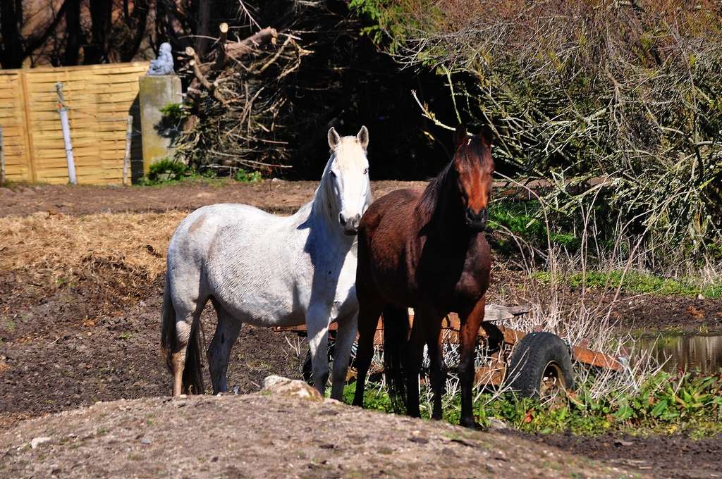 Chevaux et poney au pré  Dsc_0016