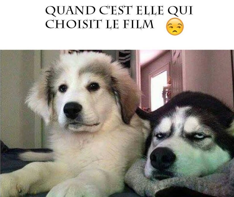 humour - Page 35 13239411