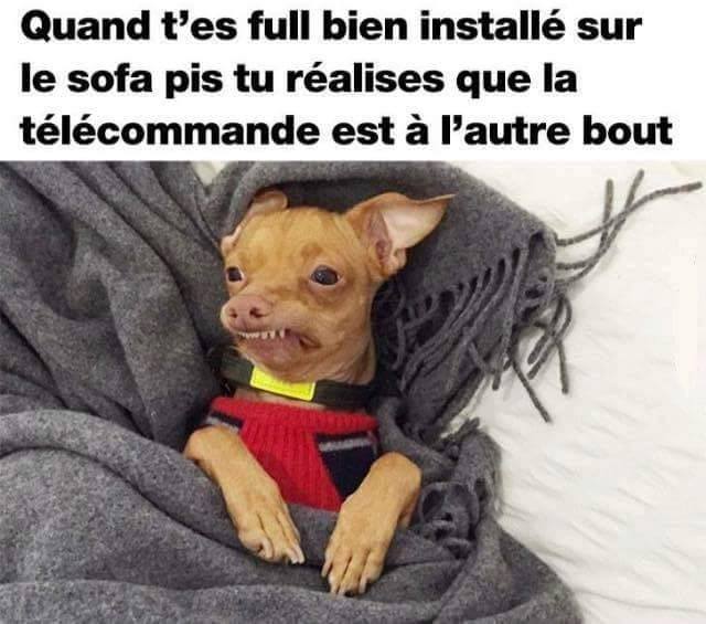 humour - Page 32 13256011