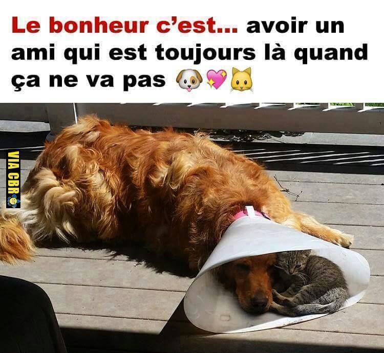 humour - Page 38 13265912
