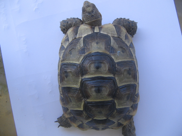 Voici la 2ème tortue à identifier Moyenn12