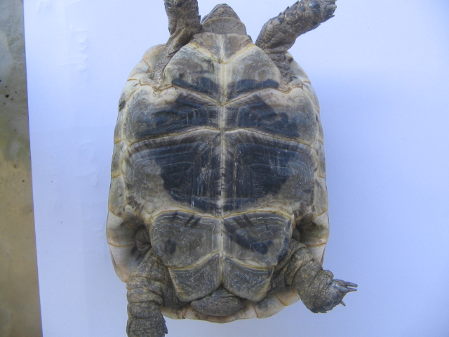 Voici la 2ème tortue à identifier Moyenn13