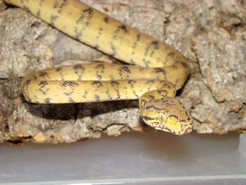 Corallus hortulanus (Yellow) Dsc02020