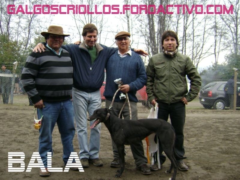 Super Clasicos Canodromo Requinoa-Chile, 23 de Agosto 09 - Página 7 Bala10