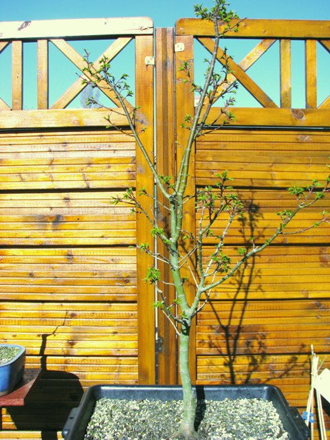 plant acer shishigashira pour formation en bonsai - Page 2 Img_1710