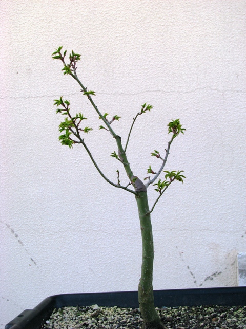 plant acer shishigashira pour formation en bonsai - Page 2 Img_1712