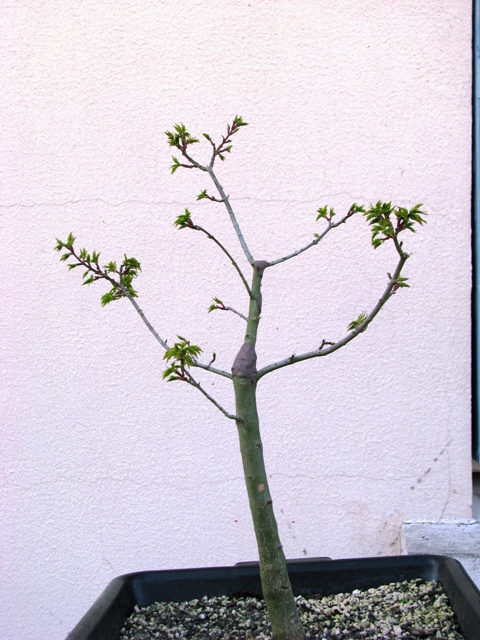 plant acer shishigashira pour formation en bonsai - Page 2 Img_1713