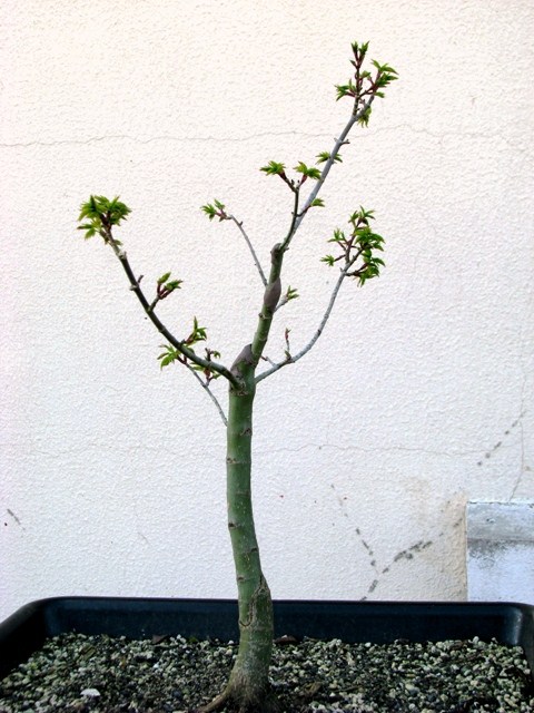 plant acer shishigashira pour formation en bonsai - Page 2 Img_1714