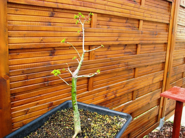 plant acer shishigashira pour formation en bonsai - Page 2 Img_1715