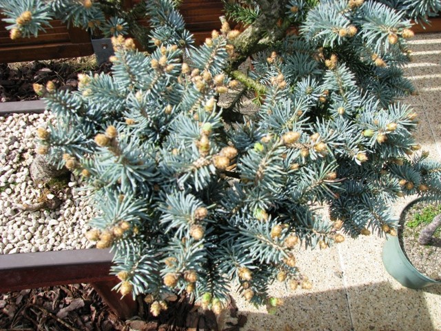 picea Img_1810