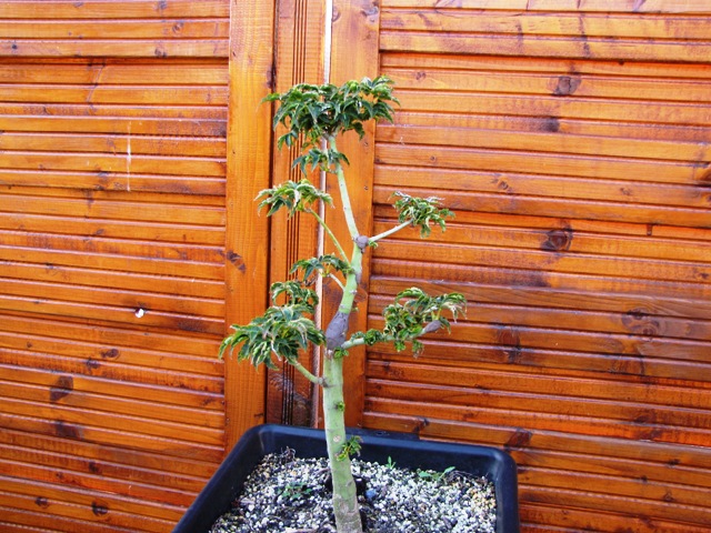 plant acer shishigashira pour formation en bonsai - Page 3 Img_2310