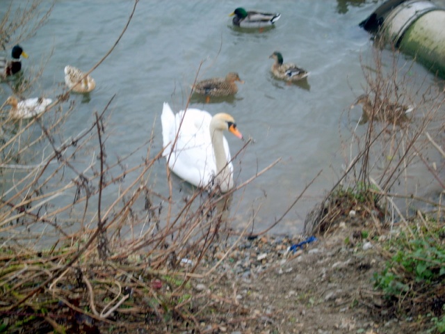 les mouettes les canards le cygne  hier au treport S8002711