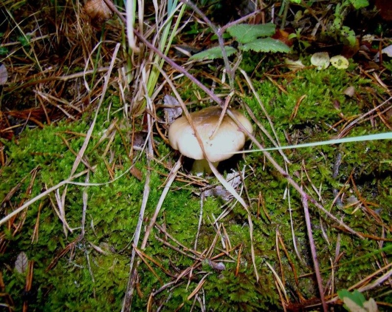 Hygrophorus latitabundus Dsc04910