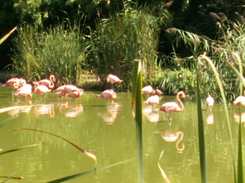 SORTIE " PARC DES OISEAUX" Villard les Dombes Pict0211