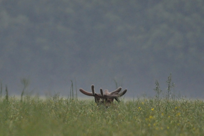 Animaux sauvage Dsc_2611