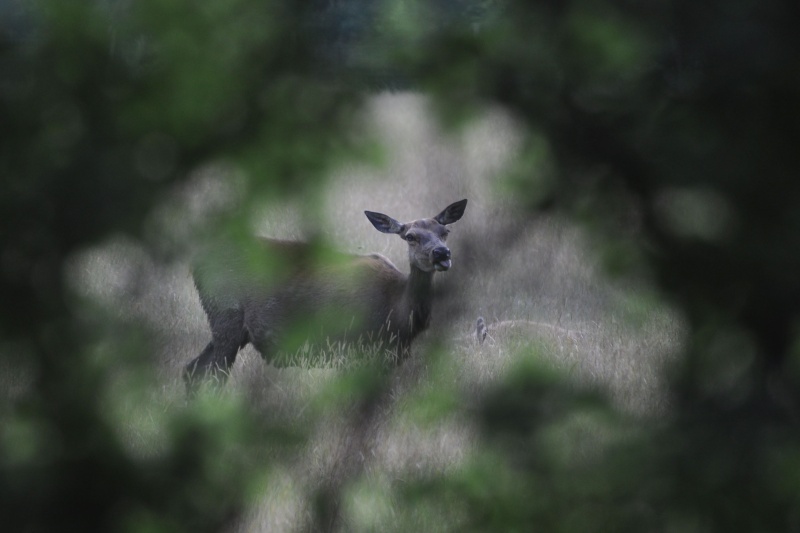 Animaux sauvage Dsc_4210