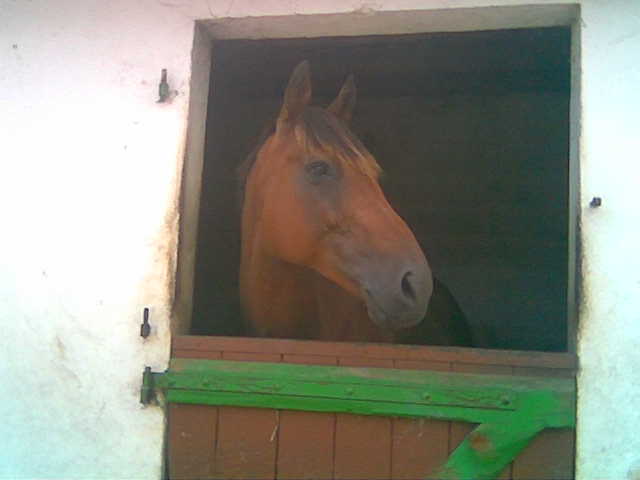 Commentaire => Portrait de nos chevaux du 6 jusqu'au 20 Septembre Photo023