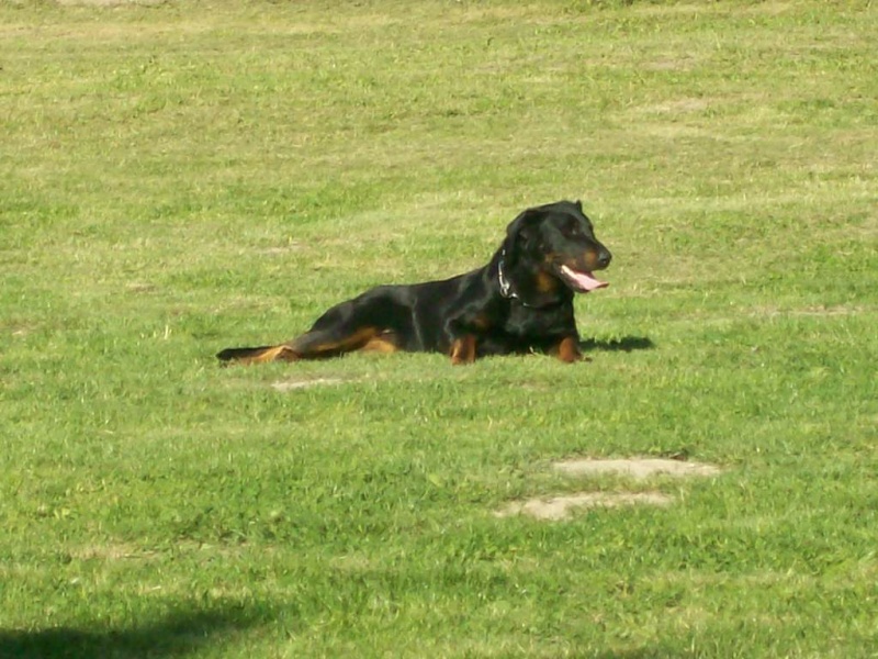 entrainement beauceron 103_3310