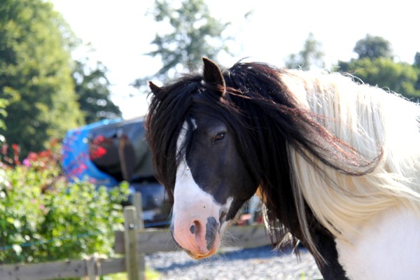 And Heel étalon irish cob  And_he14