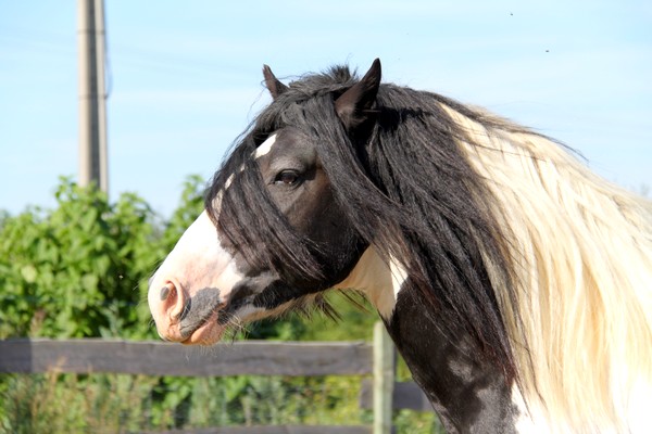 And Heel étalon irish cob  And_he21