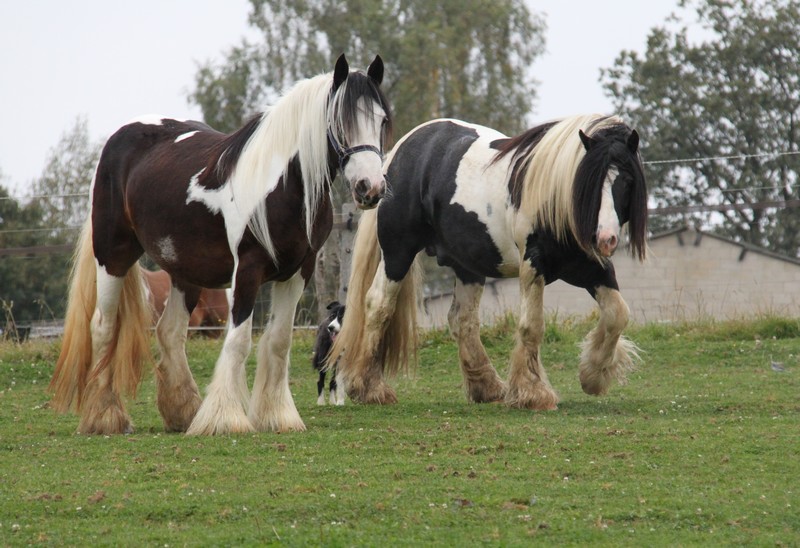 Gypsyranch mes chevaux et autres Maya_l14