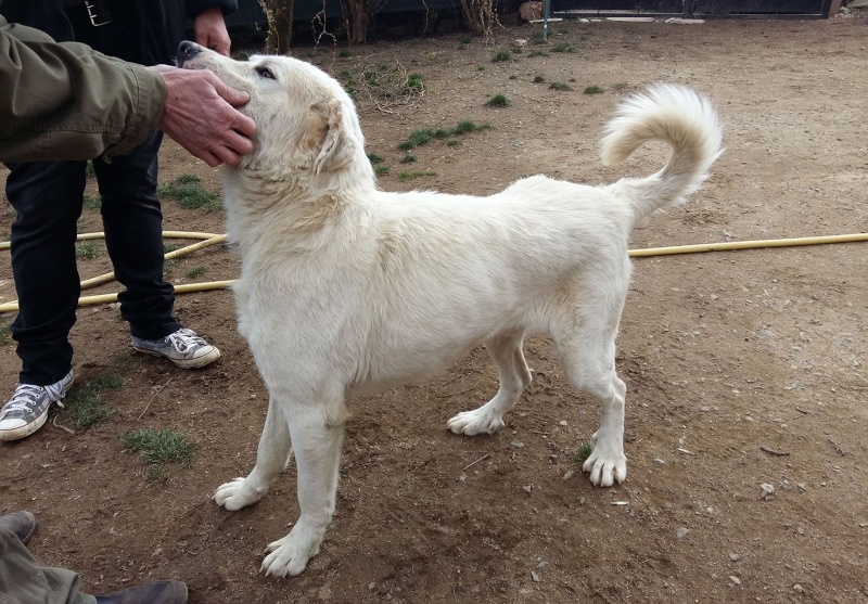 (48) - Baloo - Chien mâle X Patou de 1 an - Adopté ! Baloo10