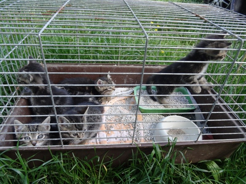 Dpt 48 - Stella renommée Célestine et Mona - Chatonnes tigrées de 2 mois - Trouvées au bord de la route et sur le causse d'Auge - Adoptées ensemble ! Dsc02210