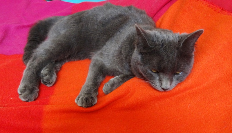 (48) - Lily - Chatonne de 2 mois - Trouvée orpheline dans une poubelle.  Adoptée par nous... Lili210